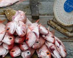 trinidad-fish-weight-loss